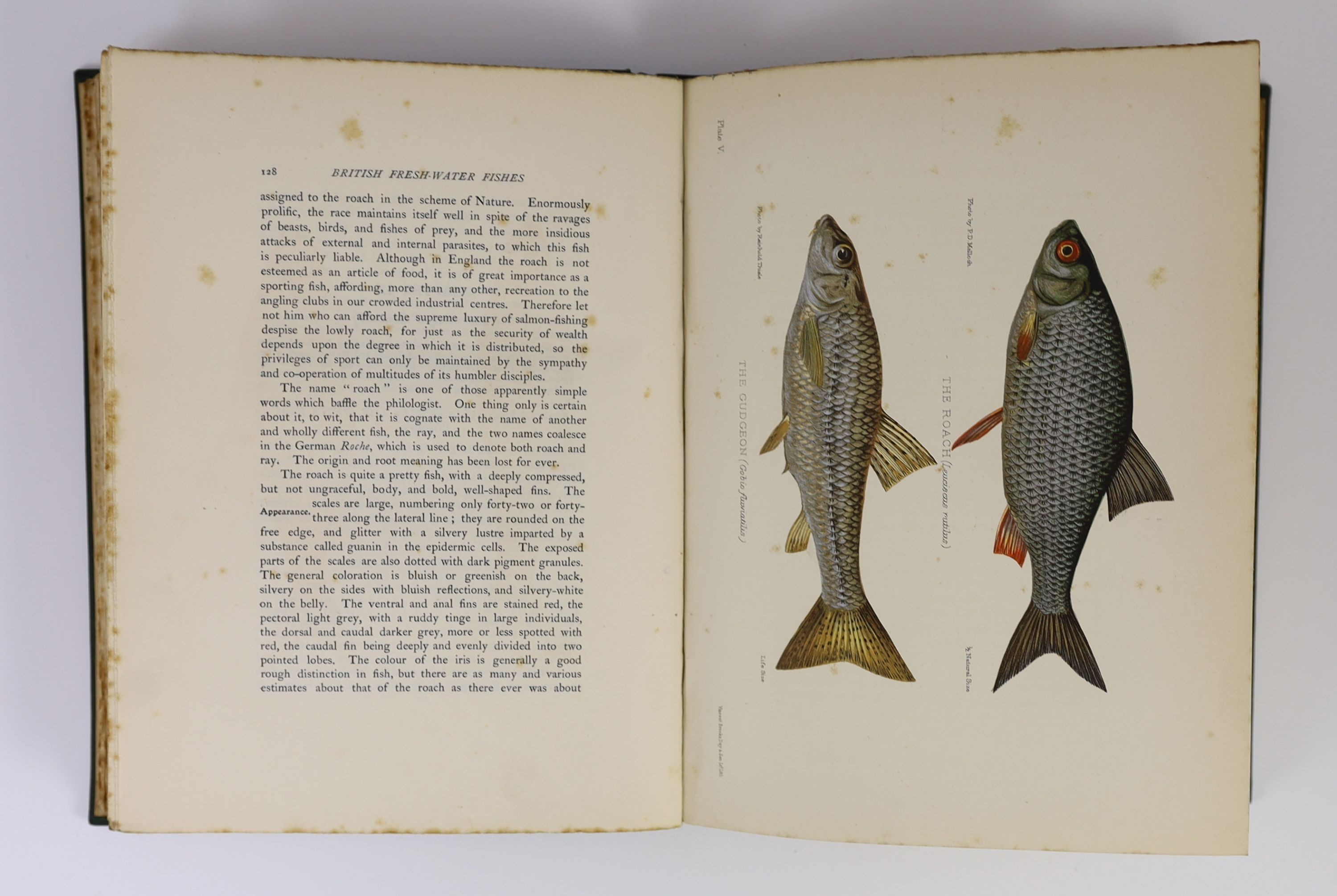 Maxwell, Herbert Eustace, Sir - British Fresh-Water Fish, 4to, original green cloth, with 12 coloured plates, foxed throughout, Hutchison & Co., London, 1904 and Aflalo, F.G. - British Salt-Water Fishes, 4to, original gr